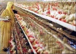 Image result for poultry farming eggs