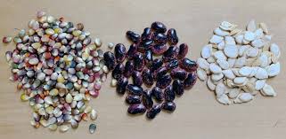 how long do seeds last seed longevity