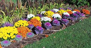 Best Annuals For Fall Color