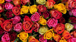 the flower age of roses the