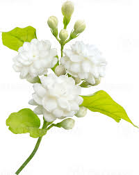 jasmine flower and leaf symbol of