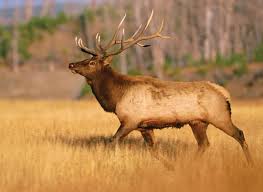 Benevolent and protective order of elks. Elk Description Habitat Reproduction Facts Britannica