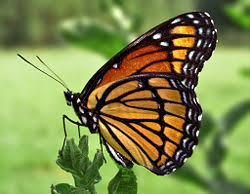 Butterfly New World Encyclopedia