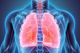 Pneumon) е чифтен орган от дихателната система, свързващ я с кръвоносната система на дишащите въздух гръбначни. Kak Da Izpolzvame Byal Oman Modernata Bilka S Mnogo Polzi