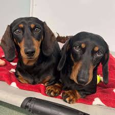 dachshund dogs for adoption