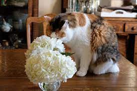 The masses of pink, blue or white flowers make a striking statement in any landscape, and many cultivars have leaves that are almost as beautiful as the blooms. Hydrangeas Are Poisonous To Cats Sidewalk Shoes