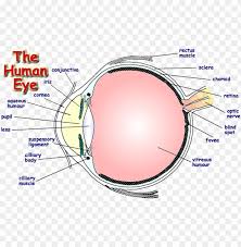 It is a tough protective layer that contains melanin (which. Labelled Diagram Of Human Eye Png Image With Transparent Background Toppng