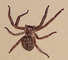 Texas Size Spider Q Olios Giganteus Bugguide Net