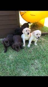 •° (mdatzberger) twitter labrador puppy pin on labrador retriever puppies Gorgeous Labrador Retriever Adopt Labrador Near Me Facebook