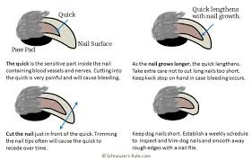 clipping dog nails