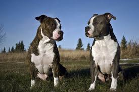 Many staffordshire bull terrier dog breeders with puppies for sale also offer a health guarantee. American Staffordshire Terrier Puppies For Sale From Reputable Dog Breeders