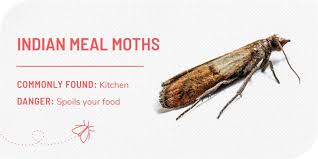 10 household bugs and natural remes