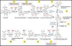 Glycolysis- Definition, Equation, Enzymes, 10 Steps, Diagram