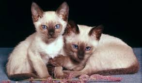 Urgent shelter cats foster rescue sharing. Siamese Cat Breed Information