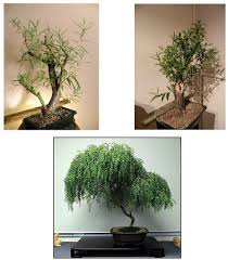 We are a full service, home based florist located in ancaster, ontario, creating beautiful and unique floral designs for all the important events in your life. Amazon Com Bonsai Willow Tree Bundle 1 Each Of Dwarf Weeping Globe Willow Black Willow Tree Cuttings Large Thick Trunks Live Indoor Outdoor Bonsai Trees Garden Outdoor