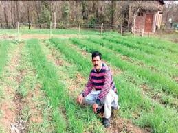 It is the main source of income and employment in himachal. Himachal Pradesh Taking Lead In Natural Farming Shimla News Times Of India