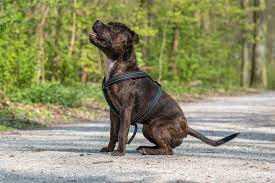For staffordshire bull terrier obedience training, house training, health and everything you need to know to live with and care for staffies and puppies. Staffordshire Bull Terrier Rottweiler Mix Info Pictures Facts Doggie Designer