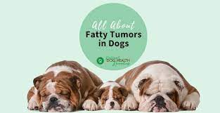 fatty tumors in dogs causes and