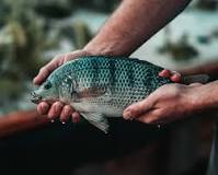 is-tilapia-a-fake-fish