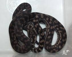 murray darling carpet python hatchlings