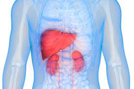 kidney function liver function and c