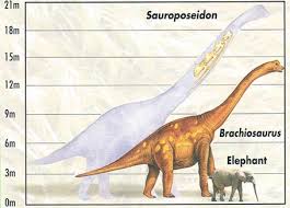 Sauroposeidon The Tallest Known Dinosaur