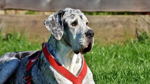 Great danes are amazingly gentle and respectful dogs as puppies and throughout adulthood. 11 Things Only Great Dane People Understand The Dog People By Rover Com