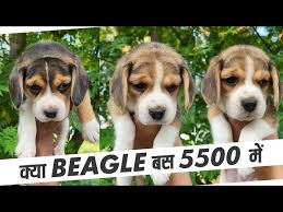 beagle puppies in delhi india