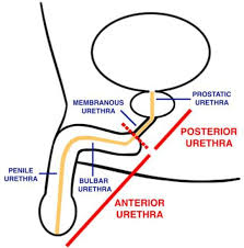urethral injuries