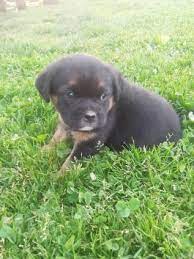 Lab mix puppies available for sale. Labrador Retriever Mix Puppies For Sale In Oh Lancaster Puppies