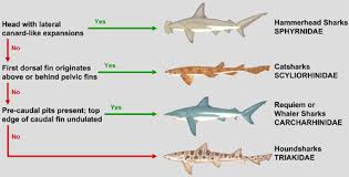 Guide To Shark Identification Carcharhiniformes