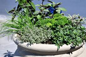 herb garden in a container copy space