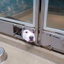 Dog Pokes Face Out Of Shelter Kennel So