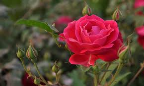 7 beautiful benefits of rose tea the