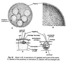 Morphology Of Volvox With Diagram Algae