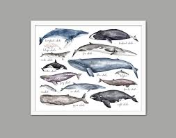 Amazon Com Les Connie Whales Of The World Art Print