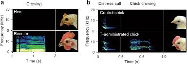 Check spelling or type a new query. Cholecystokinin Induces Crowing In Chickens Scientific Reports