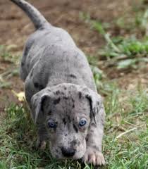 The great dane, also known as the german mastiff or deutsche dogge, is a breed of dog from germany. Spotted Great Dane Home Great Dane Breeder Dallas Texas