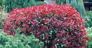 Top 10 Evergreen Shrubs Of Winter