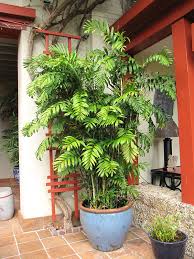 Long Stem Bamboo Palm Tree Chamaedorea