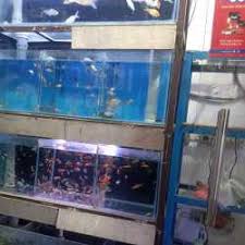 Just to name a few of the offerings are tetras, barbs, rainbow fish, loaches, sharks, rasboras, discus, angelfish, shrimp and live. Anky Pet Shop Lado Sarai Mehrauli Pet Shops In Delhi Justdial