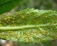 Image result for how do you get rid of aphids on trees