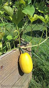 best tips for growing spaghetti squash