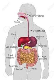 Digestive system digestion is a complex process, involving a wide variety of organs and chemicals that work together to break down food, absorb nutrients, and eliminate wastes. Ø£Ø­Ù…Ø¯ Ø±ÙØ¹Øª Ahmedmralgharabawy Profile Pinterest