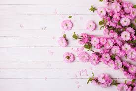 beautiful pink flower background hd