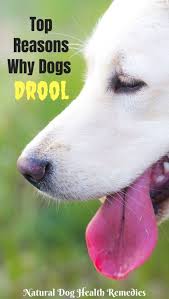 excessive drooling in dogs