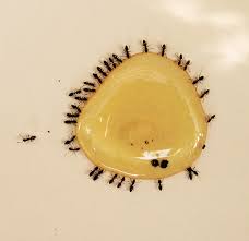identifying household ants insects in
