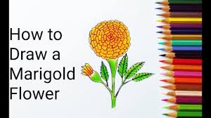 Great video footage that you won't find anywhere else. How To Draw A Marigold Flower Step By Step Easy Marigold Flower Drawing 2019 Youtube