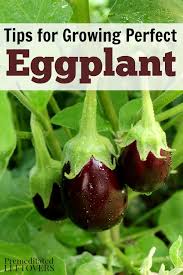 how to grow eggplant in your garden