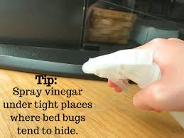 bed bug spray with vinegar